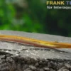 Aal-Dornauge, Pangio anguillaris