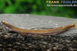 Aal-Dornauge, Pangio anguillaris