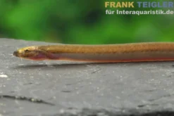 Aal-Dornauge, Pangio anguillaris