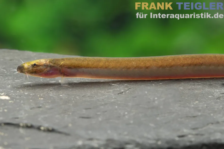 Aal-Dornauge, Pangio anguillaris