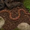Abbott-Okeetee-Kornnatter, Pantherophis guttatus