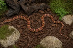 Abbott-Okeetee-Kornnatter, Pantherophis guttatus