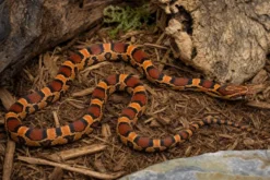 Abbott-Okeetee-Kornnatter, Pantherophis guttatus