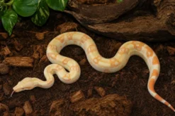 Abgottschlange „Keltic Albino“, Boa constrictor