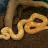 Abgottschlange „Sunglow Motley Red Pastel“, Boa constrictor