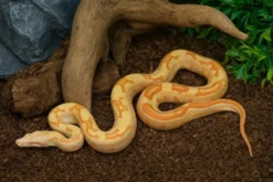Abgottschlange „Sunglow Motley Red Pastel“, Boa constrictor