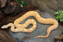 Abgottschlange „Sunglow Motley Red Pastel“, Boa constrictor