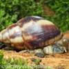 Achatschnecke, Achatina fulica