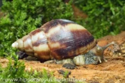 Achatschnecke, Achatina fulica