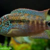 Achtbindenbuntbarsch, Rocio octofasciata