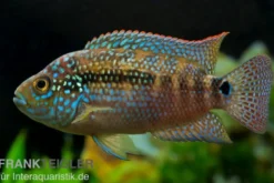 Achtbindenbuntbarsch, Rocio octofasciata