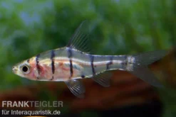 Achtbinden-Trugbarbe, Eirmotus octozona, 2-3 cm