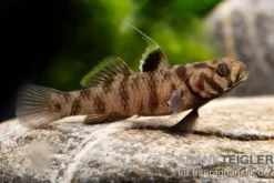 Adeia Grundel, Mugilogobius adeia