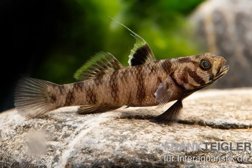 Adeia Grundel, Mugilogobius adeia