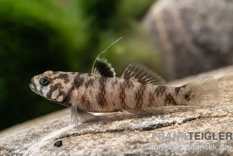 Adeia Grundel, Mugilogobius adeia