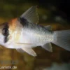 Adolfos Panzerwels, Corydoras adolfoi