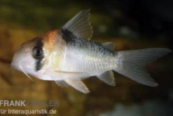 Adolfos Panzerwels, Corydoras adolfoi