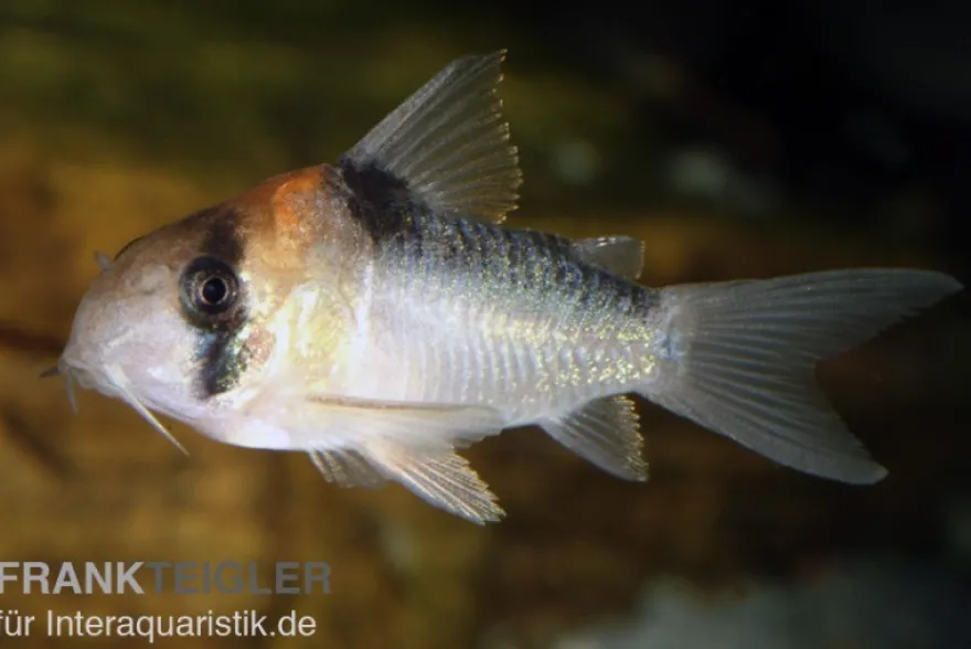 Adolfos Panzerwels, Corydoras adolfoi