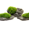 Aegagropila Slate Rock, ca. 10 x 8 x 5 cm, Schieferplatte mit Moos
