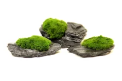 Aegagropila Slate Rock, ca. 10 x 8 x 5 cm, Schieferplatte mit Moos