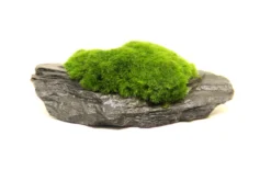 Aegagropila Slate Rock, ca. 10 x 8 x 5 cm, Schieferplatte mit Moos