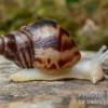 Afrikanische Albino-Riesenschnecke, Achatina reticulata "albino", DNZ