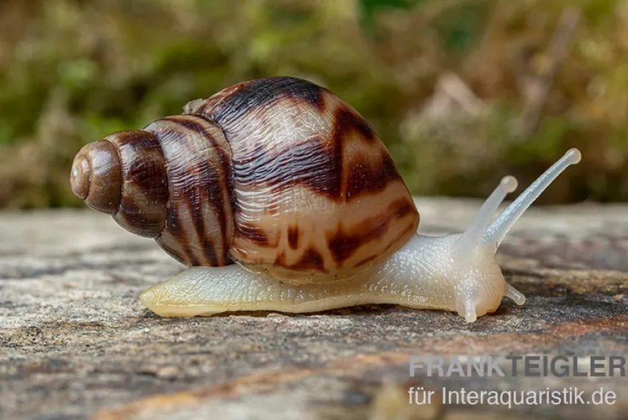 Afrikanische Albino-Riesenschnecke, Achatina reticulata "albino", DNZ