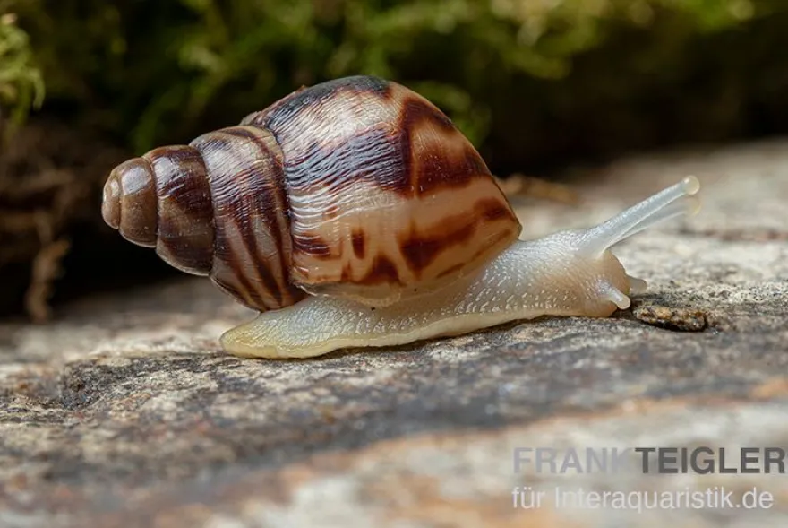 Afrikanische Albino-Riesenschnecke, Achatina reticulata "albino", DNZ