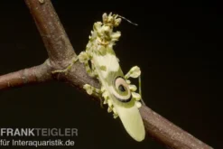 Afrikanische Blütenmantis, Pseudocreobotra wahlbergi