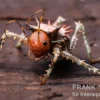 Afrikanische Dornen-Grille, Cosmoderus femoralis