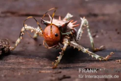 Afrikanische Dornen-Grille, Cosmoderus femoralis