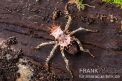 Afrikanische Dornen-Grille, Cosmoderus femoralis