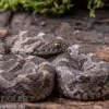 Afrikanische Eierschlange, Dasypeltis scabra
