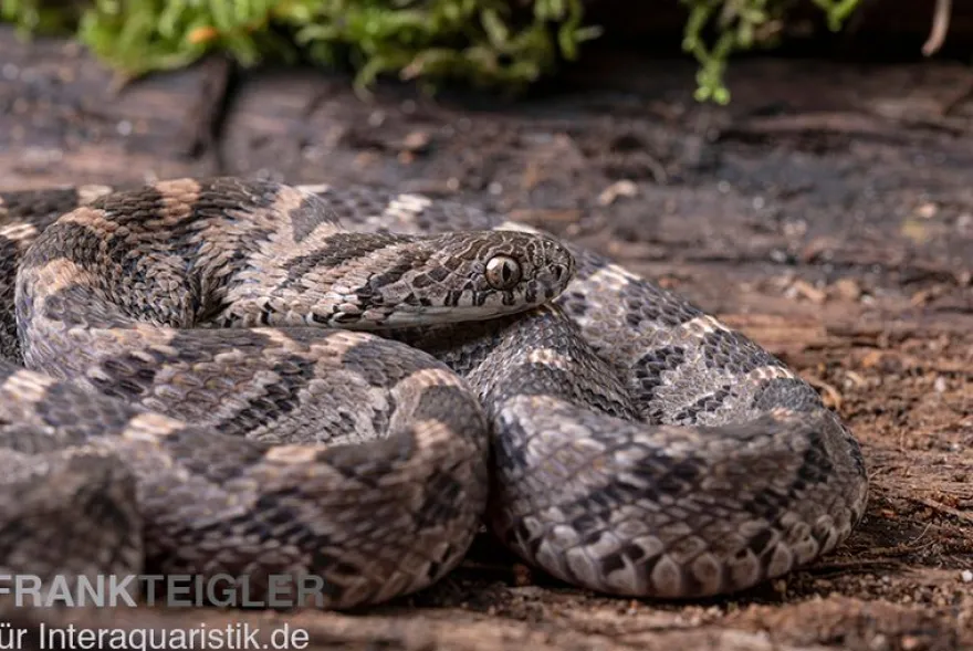 Afrikanische Eierschlange, Dasypeltis scabra