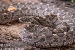 Afrikanische Eierschlange, Dasypeltis scabra