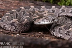 Afrikanische Eierschlange, Dasypeltis scabra