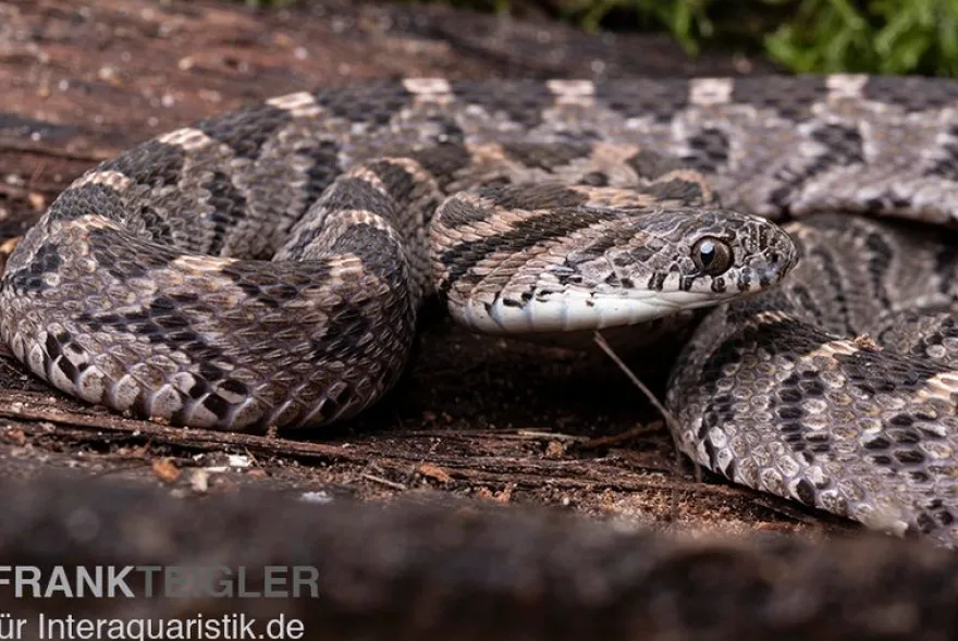 Afrikanische Eierschlange, Dasypeltis scabra