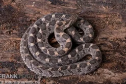 Afrikanische Eierschlange, Dasypeltis scabra
