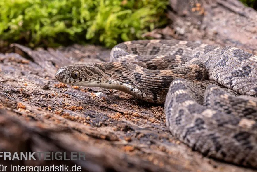 Afrikanische Eierschlange, Dasypeltis scabra