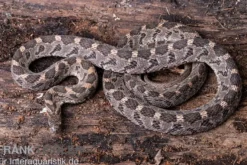 Afrikanische Eierschlange, Dasypeltis scabra