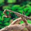 Afrikanische Gottesanbeterin im Mix, Sphodromantis spec.