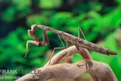 Afrikanische Gottesanbeterin im Mix, Sphodromantis spec.