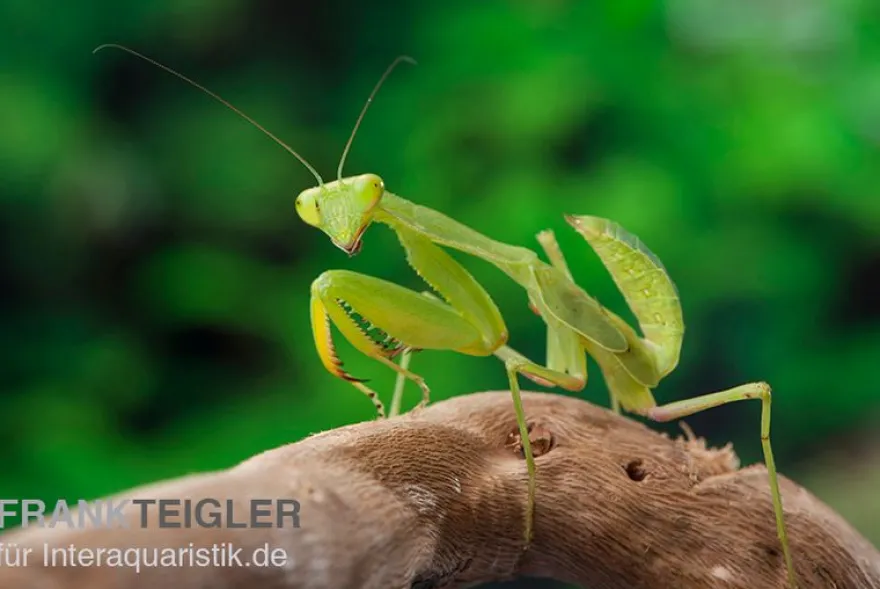 Afrikanische Gottesanbeterin im Mix, Sphodromantis spec.