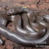 Afrikanische Hausschlange, Lamprophis fuliginosus, Schwarze Hausschlange
