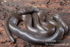 Afrikanische Hausschlange, Lamprophis fuliginosus, Schwarze Hausschlange