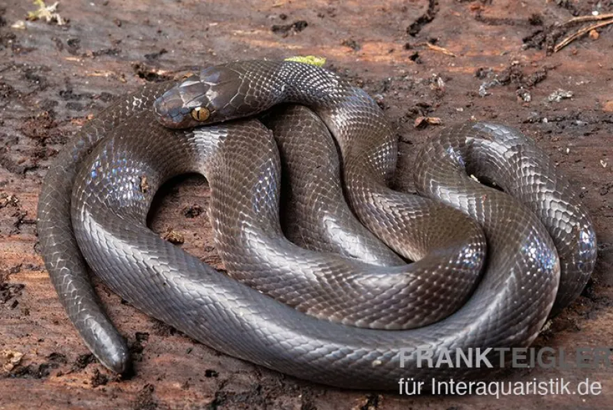 Afrikanische Hausschlange, Lamprophis fuliginosus, Schwarze Hausschlange