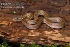 Afrikanische Hausschlange, Lamprophis fuliginosus, Schwarze Hausschlange