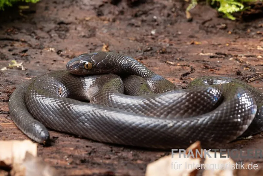 Afrikanische Hausschlange, Lamprophis fuliginosus, Schwarze Hausschlange