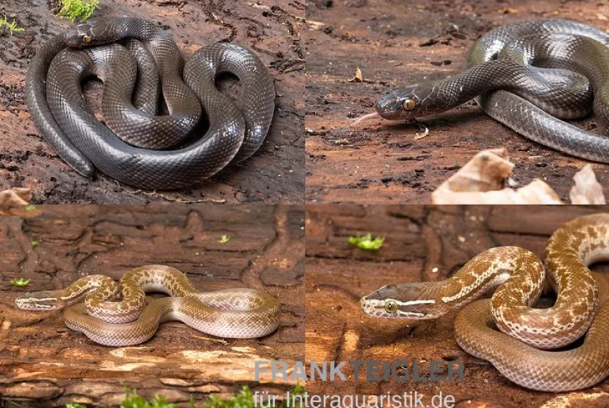 Afrikanische Hausschlange, Lamprophis fuliginosus, Schwarze Hausschlange