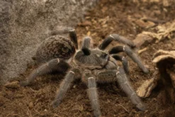 Afrikanische Höckervogelspinne, Ceratogyrus darlingi